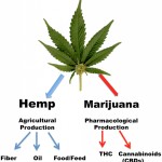 Hemp