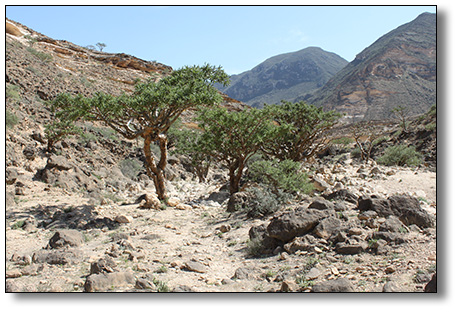 Boswellia sacra, the Frankincense tree