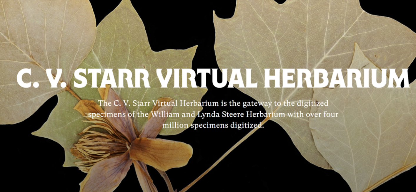 A close-up view of several leaves, including a large yellow-green maple leaf and a dried flower, on a dark background. The image includes the text 'C. V. STARR VIRTUAL HERBARIUM,' indicating a focus on plant specimens.