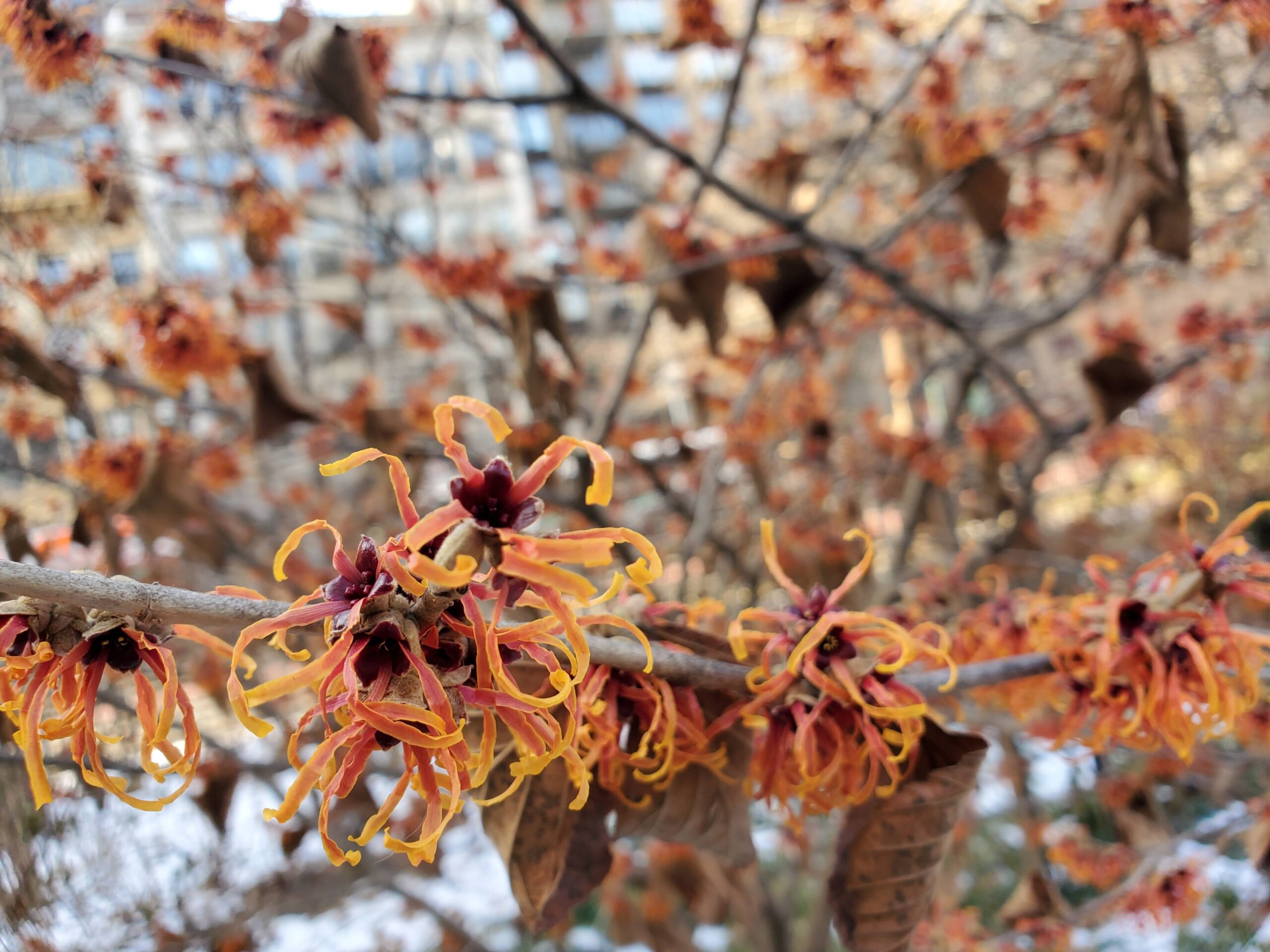 Orange witch hazels in bloom in the snow.