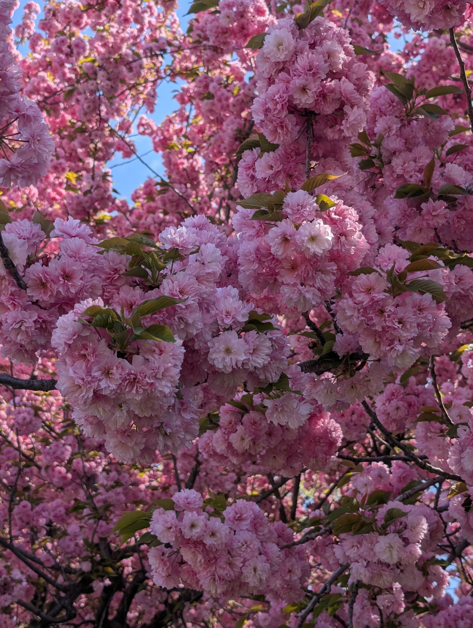 Cherry blossoms, pink double flowers